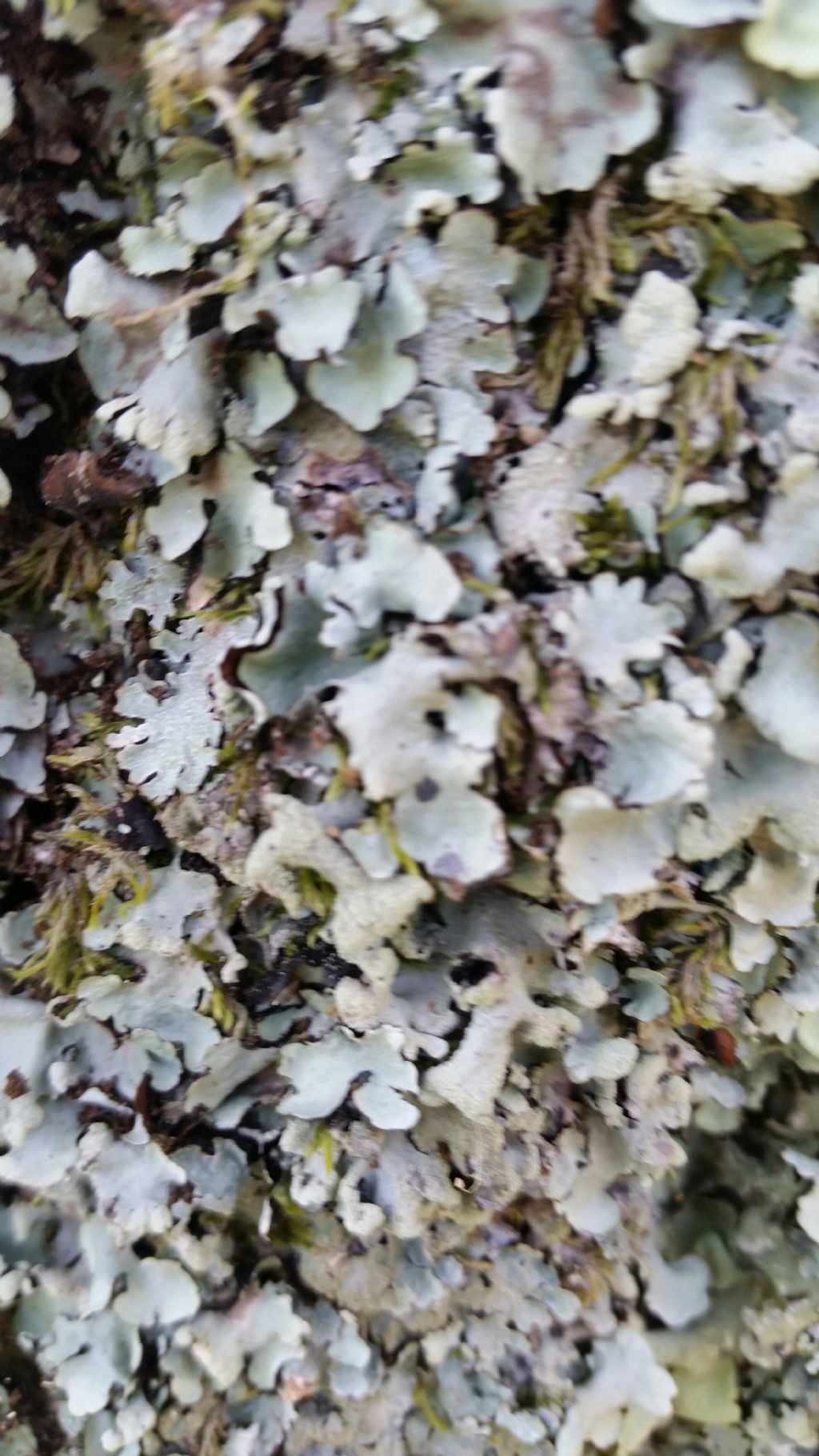 Che tipi di licheni sono?